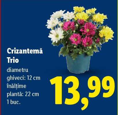 Crizantema trio