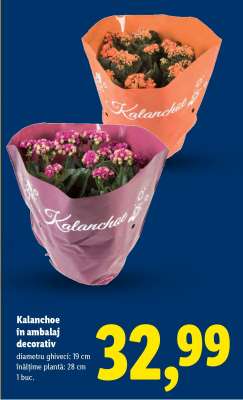 Kalanchoe în ambalaj decorativ