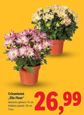 Crizantema „Elle Fleur”