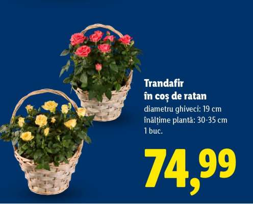 Trandafir în coș de ratan
