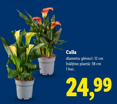 Calla