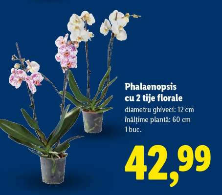 Phalaenopsis cu 2 tije florale