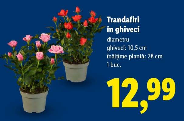 Trandafiri în ghiveci