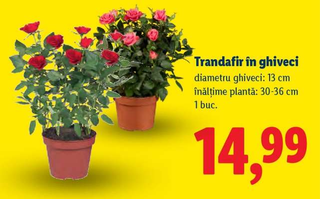 Trandafir în ghiveci