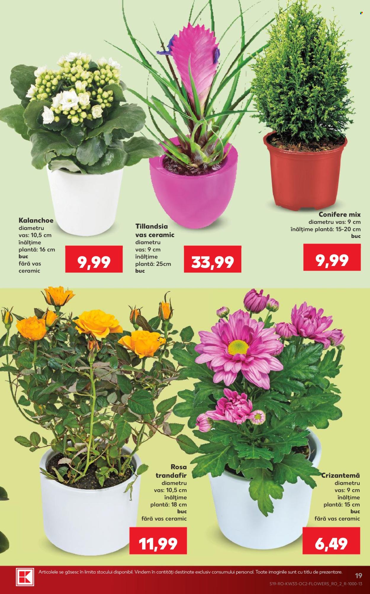Catalog Kaufland - 12.08.2026 - 18.08.2026. Pagina 19