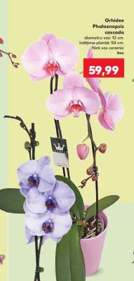 Orhidee Phalaenopsis cascada