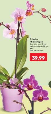 Orhidee Phalaenopsis