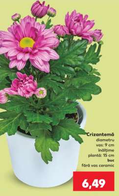 Crizantema