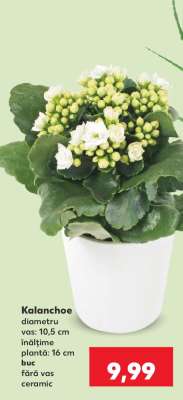 Kalanchoe
