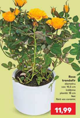 Rosa - trandafir