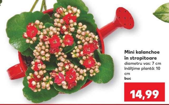 Mini kalanchoe în stropitoare