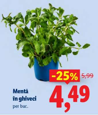 Mentă în ghiveci