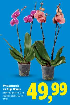 Phalaenopsis cu 2 tije florale