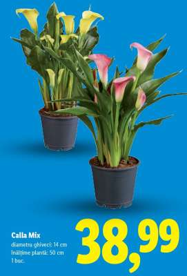 Calla Mix