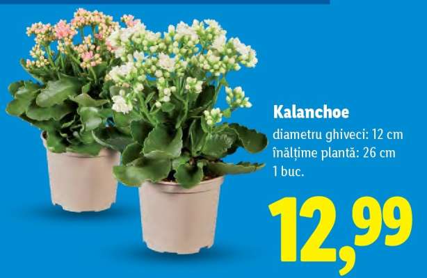 Kalanchoe