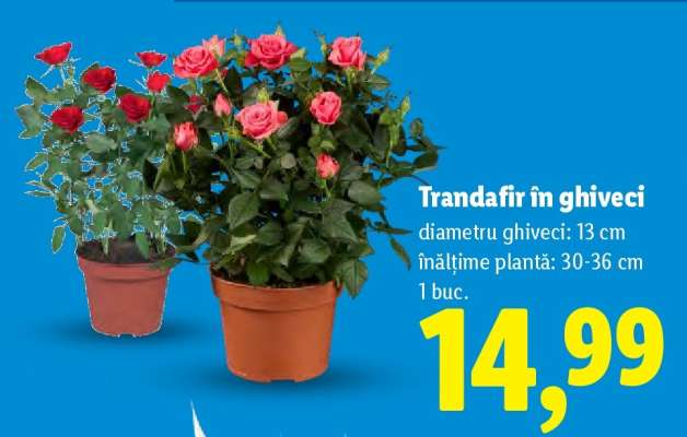 Trandafir în ghiveci