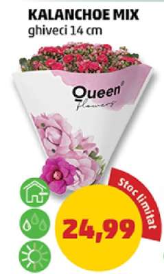 Kalanchoe Mix