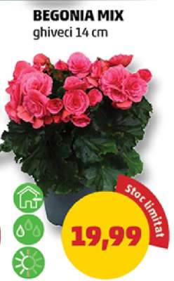 BEGONIA MIX