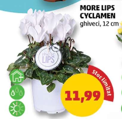 MORE LIPS CYCLAMEN