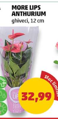 MORE LIPS ANTHURIUM