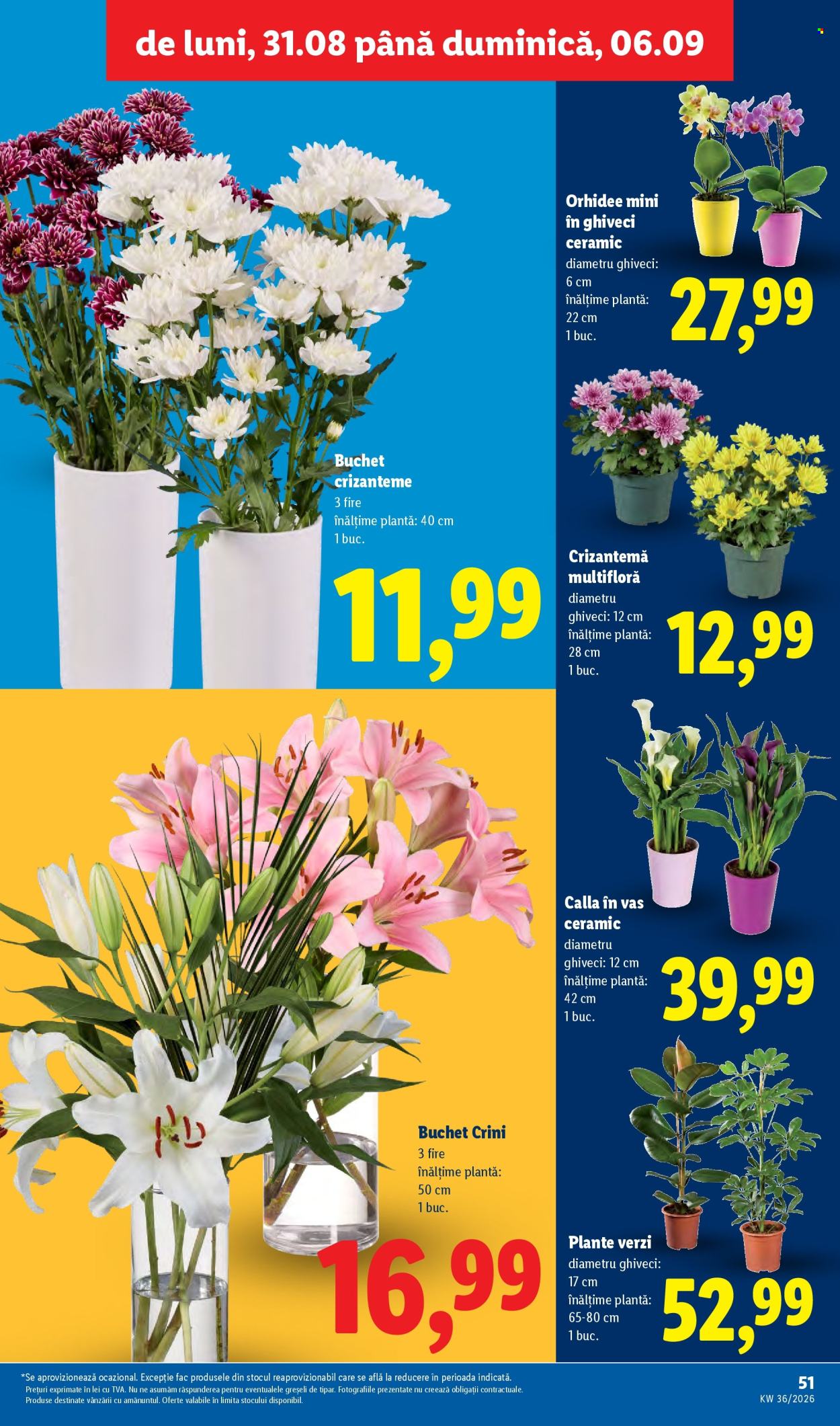 Catalog Lidl - 31.08.2026 - 06.09.2026. Pagina 51