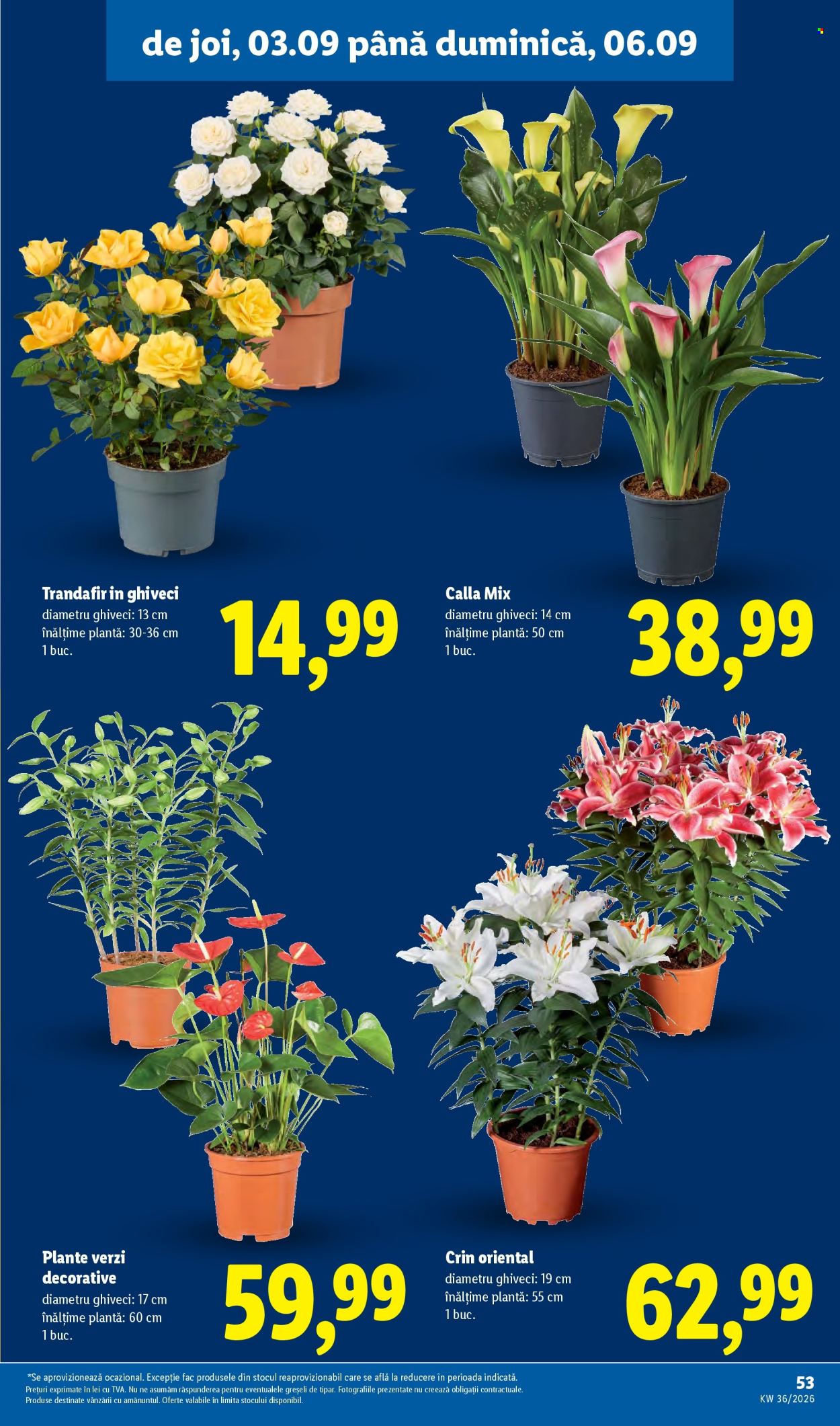 Catalog Lidl - 31.08.2026 - 06.09.2026. Pagina 53