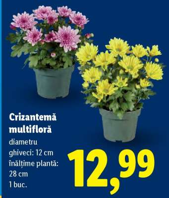 Crizantemă multifloră