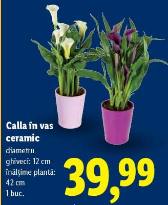 Calla în vas ceramic