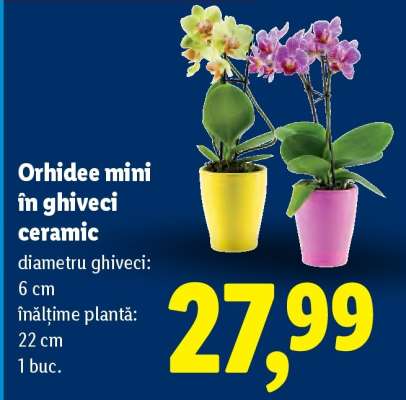 Orhidee mini în ghiveci ceramic