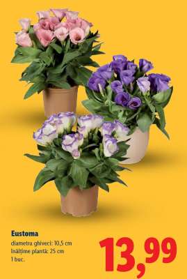 Eustoma