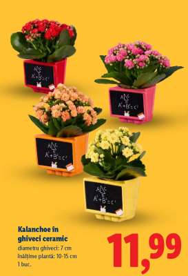 Kalanchoe în ghiveci ceramic