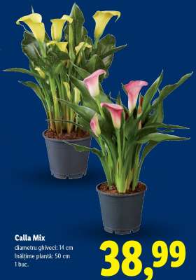 Calla Mix