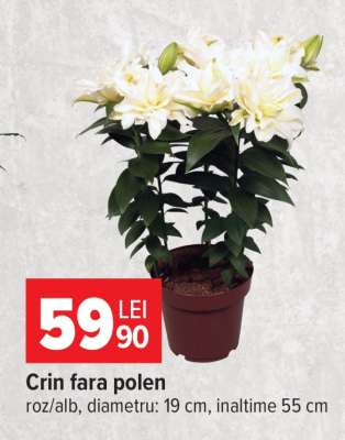 Crin fara polen