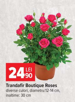 Trandafir Boutique Roses