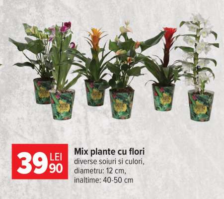 Mix plante cu flori