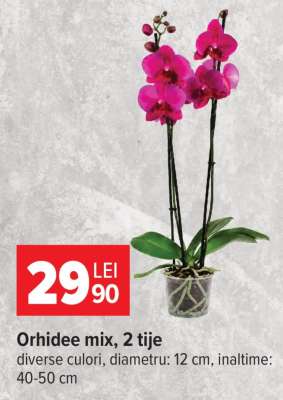 Orhidee mix, 2 tije
