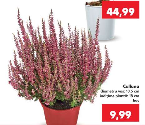 Calluna