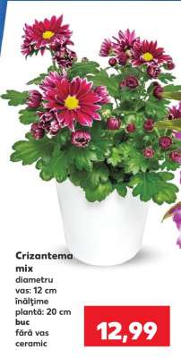 Crizantema mix