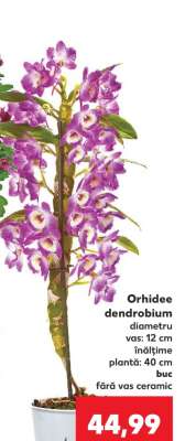 Orhidee dendrobium