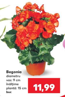 Begonia