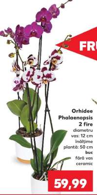 Orhidee Phalaenopsis