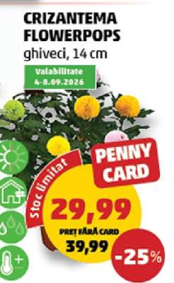 CRIZANTEMA FLOWERPOPS