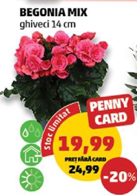 BEGONIA MIX