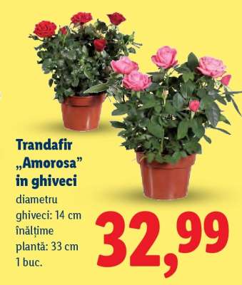 Trandafir „Amorosa” în ghiveci