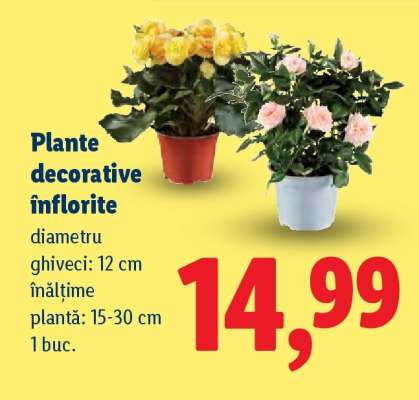 Plante decorative înflorite
