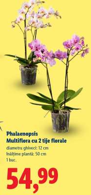 Phalaenopsis Multiflora cu 2 tije florale