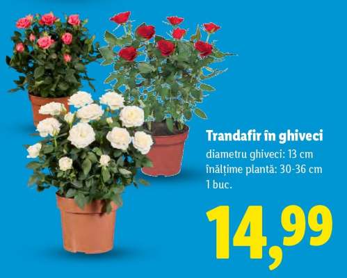 Trandafir în ghiveci