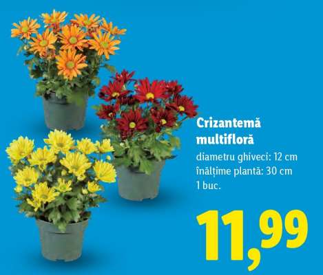 Crizantemă multifloră