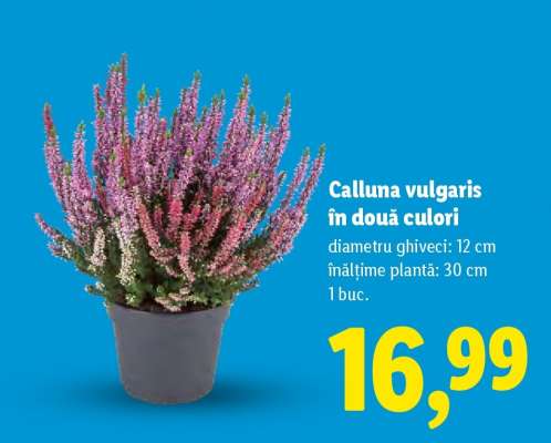 Calluna vulgaris în două culori