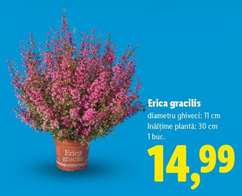 Erica gracilis